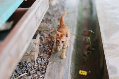 High angle view of kitten walking on wood