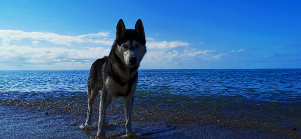 Dog on the beach