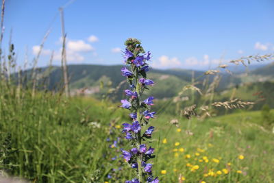 Close-up of purple flowers growing in field