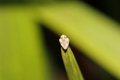 Close-up of insect on leaf