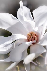 Close-up of white rose flower