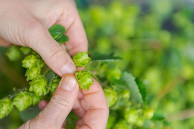 Human hands plucking fresh green hops from the vine