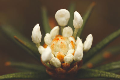 Close-up of white flowering plant