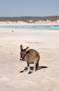 Close-up of rabbit on beach