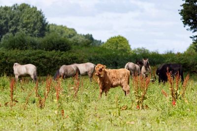 Highland cattle and horses on field against sky