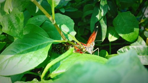 Close-up of insect on leaf