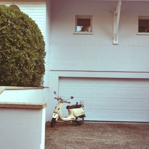 Potted plant on wall of building