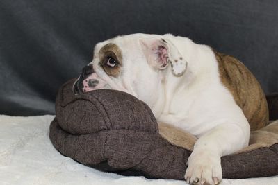 Portrait of dog resting on sofa