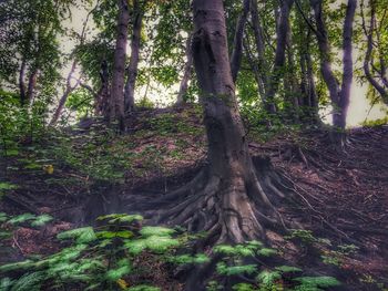 Trees growing in forest