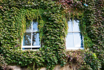 Ivy growing on tree outside house