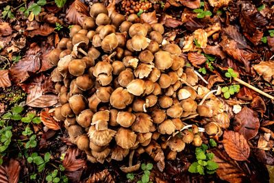 High angle view of mushrooms growing on land