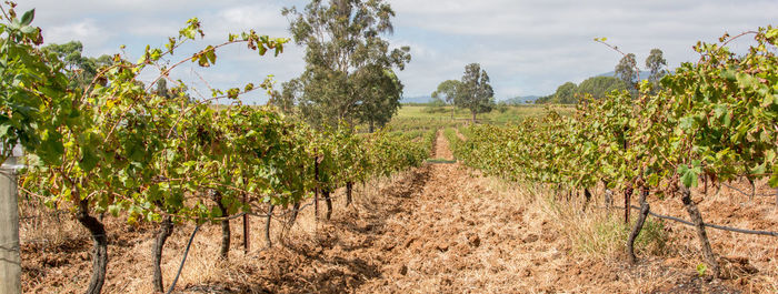 Vineyard against sky