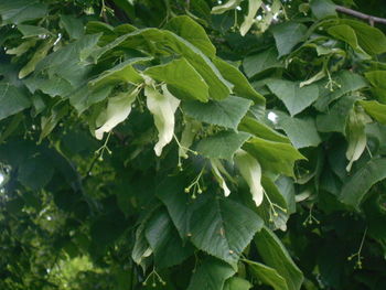 leaf