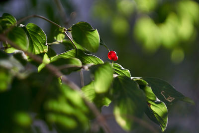 Close-up of red berries growing on tree