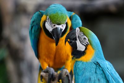 Close-up of a parrot