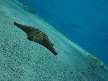 Tilt image of starfish on ocean floor