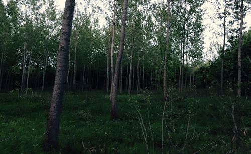 Trees in forest