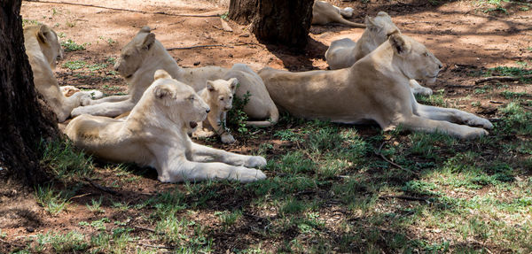 High angle view of lions relaxing on field