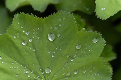 Close-up of water drops on leaves