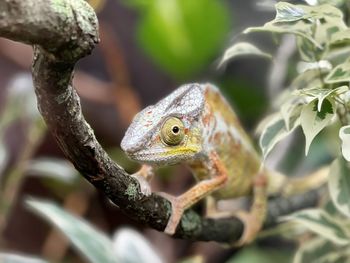 Close-up of frog on leaf