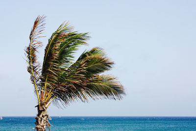 Palm tree by sea against clear sky