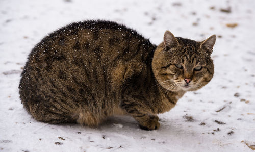 Close-up of cat on snow