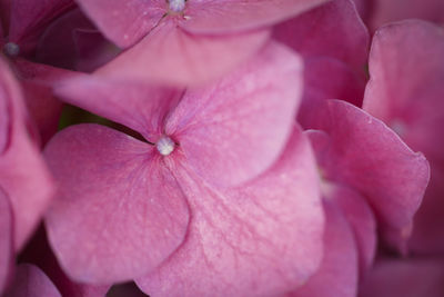 Close-up of pink rose flower