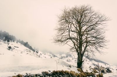 Bare trees on snow covered landscape