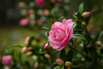Close-up of pink rose