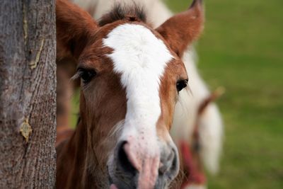 Close-up of a horse