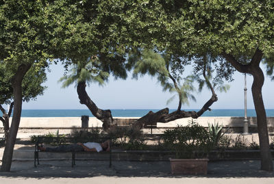 Trees by sea against sky