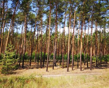 Panoramic shot of trees growing in forest