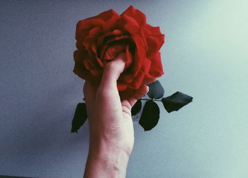 Close-up of hand holding rose against white background