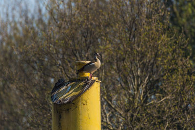 Close-up of bird perching on wooden post