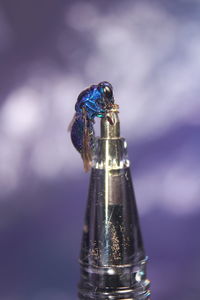 Close-up of insect on metal