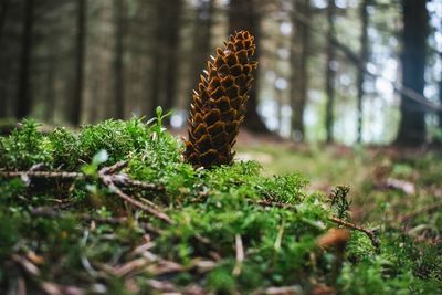 Close-up of pine cone on tree in forest