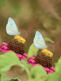 Close-up of butterfly pollinating on flower