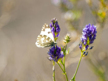 Close-up of butterfly on flower