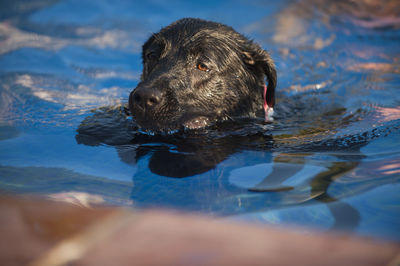 Close-up of a dog swimming in a pool
