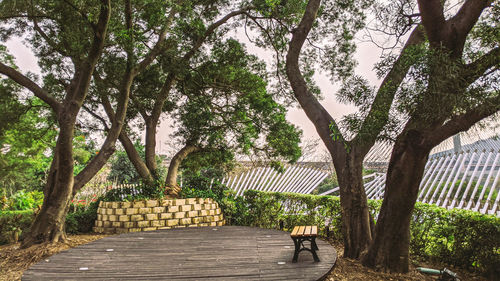 Trees in park