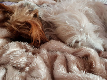 Close-up of dogs sleeping at home covered with soft blanket
