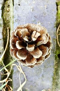 Close-up of plant growing outdoors