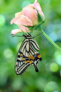 Close-up of butterfly pollinating flower