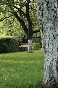 Trees in park