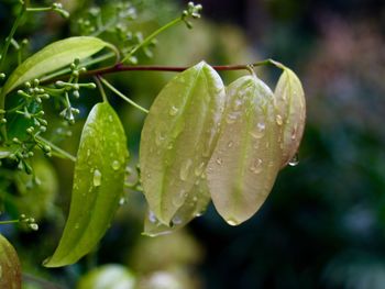 Close-up of water drops on leaf