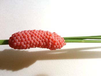 Close-up of chopped strawberry over white background