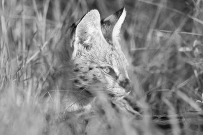 Mono close-up of serval sitting in grass