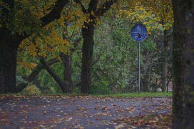 View of autumn trees in forest