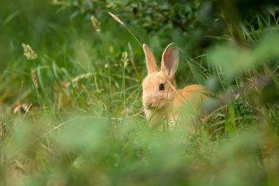 Close-up of an animal on grass