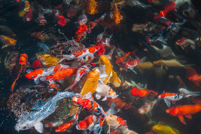 High angle view of koi carps swimming in pond